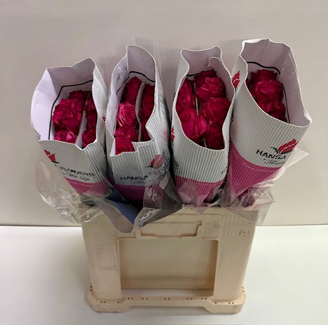 Rosa gr royal paloma HS.jpg